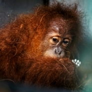 Indonésie: la production de biomasse menace les forêts et la faune, selon un rapport