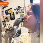 perroquet_catherine_v2