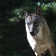 Entre 20 et 25 loups actuellement recensés en Wallonie