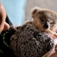 En Australie, les koalas menacés par la chlamydia et la circulation routière