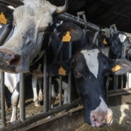 Feu vert à l'utilisation du vaccin contre le virus de la maladie hémorragique épizootique