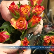 Une fleuriste française a lancé l'alerte après le décès de sa fille de 11 ans, emportée par une leucémie. La justice a établi un lien de causalité entre sa maladie et l'exposition de sa mère aux pesticides présents sur les fleurs pendant sa grossesse.