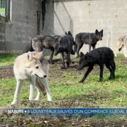 Séparés les uns des autres lorsqu’ils avaient été saisis dans le cadre d’un démantèlement d’un trafic international, six louveteaux ont pu se retrouver grâce au parc Forestia à Theux.