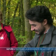 La forêt de Soignes, c'est le poumon vert de la capitale, une proximité avec la ville unique en Europe dont profite la population urbaine en quête de délassement. Cependant, sa forte fréquentation exerce une pression importante sur la biodiversité. Nos ballades sont elles une menace ?