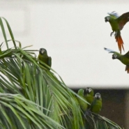 COP16: le chef de l'ONU appelle à des investissements significatifs pour sauvegarder la nature