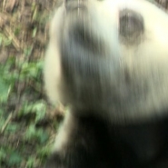 Ils quitteront le parc animalier le 10 décembre en direction de la Chine mais ne seront déjà plus visible par le public à partir du 11 novembre puisque les mammifères doivent respecter une quarantaine avant de partir pour l'Asie. Leurs deux parents resteront au parc quelques années encore.