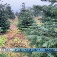 En province de Luxembourg, la préparation des sapins vient de débuter. Cette année, les producteurs nous annoncent une hausse des prix d'environ 5%. une augmentation due à l'inflation, mais aussi aux conditions météo.