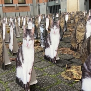 700 chats envahissent l'Élysette: Gaia dénonce la surpopulation féline