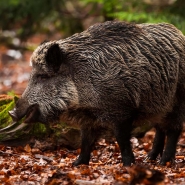 sanglier