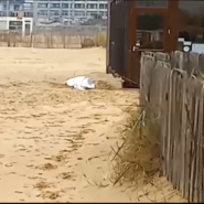 calais_-_pas-de-calais