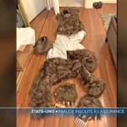 Quatre personnes soupçonnées d'avoir monté une arnaque à l'assurance ont été arrêtées en Californie mercredi, après avoir déclaré qu'un ours avait ravagé leurs voitures de luxe, alors qu'il s'agissait d'un humain déguisé en animal.