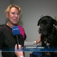 Les problèmes de surpoids, voire d'obésité, ne touchent pas que les humains mais également les chiens. 40% d'entre eux souffriraient de surcharge pondérale en Europe. Comment expliquer ce phénomène et comment y remédier ?