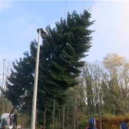 Le sapin de Noël de la Grand-Place de Bruxelles a été tronçonné, ce mercredi matin, à Rixensart. Il s'agit d'un Nordmann d'une vingtaine de mètres de haut.