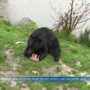 Après la bagarre entre deux ours qui a entraîné la mort d'un animal, revenons sur une situation extrêmement rare, mais pour laquelle les procédures sont très strictes; explications.