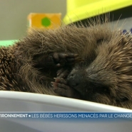 A Namur, les centres de revalidation pour animaux sauvages reçoivent un nombre important de ces petites bêtes. Les choupissons ou hérissonneaux sont des bébés hérissons. Ils sont directement victimes des dérèglements climatiques. Explications.