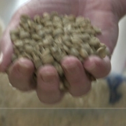 Le cours de l’arabica a atteint un sommet cette semaine, essentiellement en raison de craintes grandissantes sur la récolte au Brésil, premier producteur mondial, touché par une sécheresse historique et des semaines d’incendies.