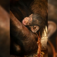 "C'est tellement émouvant": une chimpanzé accouche de son tout premier petit au Zoo d'Anvers