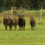 mouflon_2