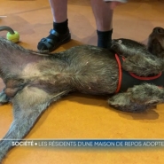 C'est la belle histoire du jour. Le chien Kypso a quitté le refuge l'Étoile de Bonté, destination la maison de repos Joli Bois, à Colfontaine, où il va être couvert d'attention et d'amour par les résidents et les membres du personnel.