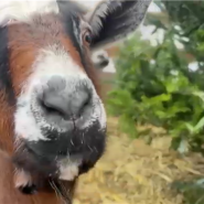 C'est une initiative qui commence à fleurir aux Etats-Unis : donner son vieux sapin de Noël à des chèvres plutôt que de s'en débarasser.