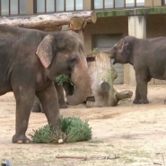 En Allemagne, des sapins de Noël sont recyclés en nourriture pour les animaux des zoos, comme celui de Berlin. Eléphants, rennes et girafes raffolent de ce menu ! Mais pour éviter toute intoxication, ce sont des sapins biologiques invendus qui leur sont offerts.