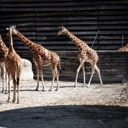 giraffes-zoo