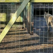 Cinq louveteaux, sauvés d'un trafic illégal d'animaux, quittent le parc Forestia pour être transférés dans un parc animalier en Bretagne.