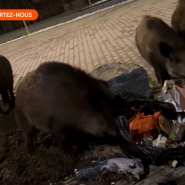 sangliers_alertez-nous