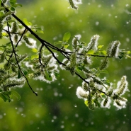 pollen_allergie_copy