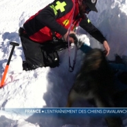 Pour assurer la sécurité, de nombreuses stations de sports d'hiver font appel à des chiens d'avalanches. Leur rôle est crucial pour localiser des victimes ensevelies. Pour y arriver, ils sont entraînés dans des conditions réelles.