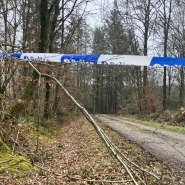 Bois de Baileux à Chimay
