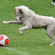 chiens_coupe_du_monde_2030