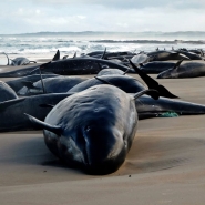 dauphins