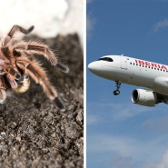 Une araignée à bord de l'avion 