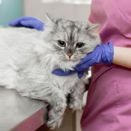 adobestock_274108831