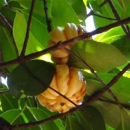 garcinia cambogia