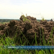 Vous les avez peut-être aperçues dans votre jardin. Les taupes font déjà leur retrour avec le redoux des dernières semaines. Un cauchemar pour certains. Et pourtant, vous allez voir qu'elles sont bien utiles, notamment au niveau de la biodiversité. Explications.