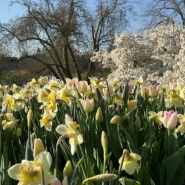 Les 75 hectares de jardin du parc animalier sont entretenus quotidiennement par une équipe de jardiniers passionnés. Des milliers de bulbes sont plantés pour offrir un spectacle multicolore aux visiteurs qui peuvent admirer ces floraisons jusqu'à la fin du mois de mai.