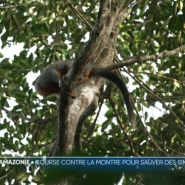 Au sud du Brésil, de nombreux singes sont pris au piège d'un côté par la déforestation, de l'autre par la mise sous eau de vallées pour alimenter une centrale hydraulique. Une course contre la montre est lancée pour sauver les singes de la région.