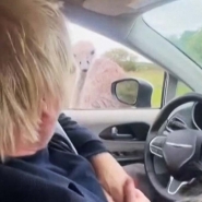 boris_johnson_autruche