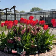 Institut Tremplin à Mouscron : les serres et jardins de la section horticulture