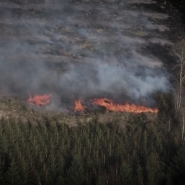 A forest fire