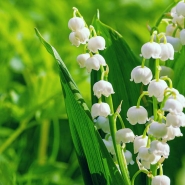 muguet