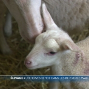 Les éleveurs sont en pleine période d'agnelage dans les exploitations agricoles. Mais ils constatent les impacts directs de la fièvre catarrhale sur les naissances d'agneaux : moins nombreuses et plus tardives. Reportage à Bertrix de Christophe Clément et d'Amandine Payen.