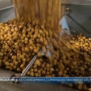 La noisette est un fruit à coque que l'on retrouve dans nombre de préparations alimentaires. Elles proviennent essentiellement de l'étranger. Mais récemment, une exploitation s'est développée du côté de Fosses-la-Ville. Cette filière est-elle appelée à prendre de l'ampleur ?