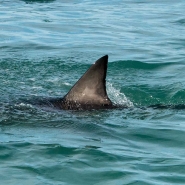 requin_plage