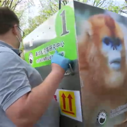 Arrivés de chine par avion, les trois singes dorés sont arrivés à Pairi Daiza.