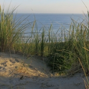 Une espèce d'araignée observée pour la première fois sur la côte belge: est-elle dangereuse pour l'homme?