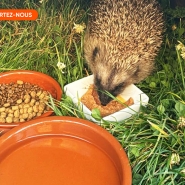 Hérisson dans un jardin de nuit avec de l'eau fraiche et de la nourriture à disposition