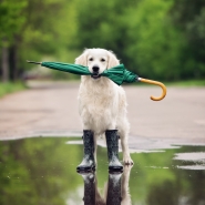pluie chien